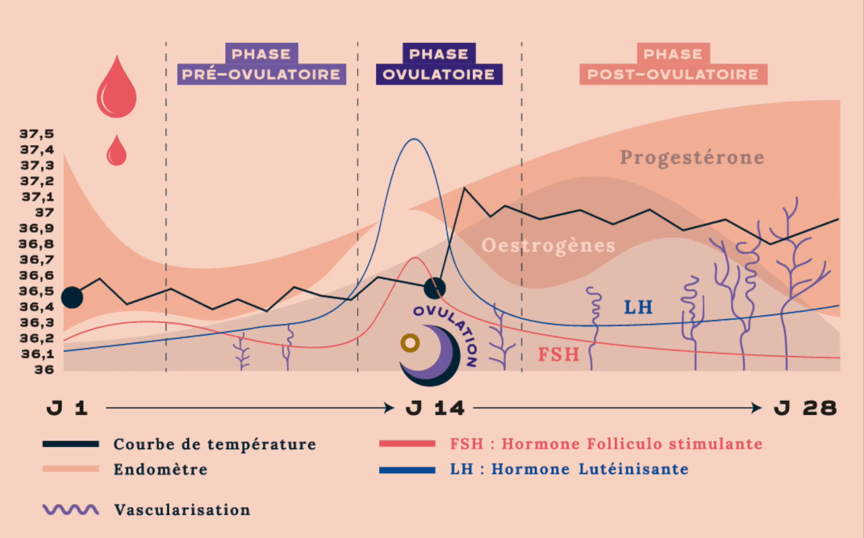 Un graphique montrant l'évolution de la courbe des températures selon les phases du cycle menstruel.