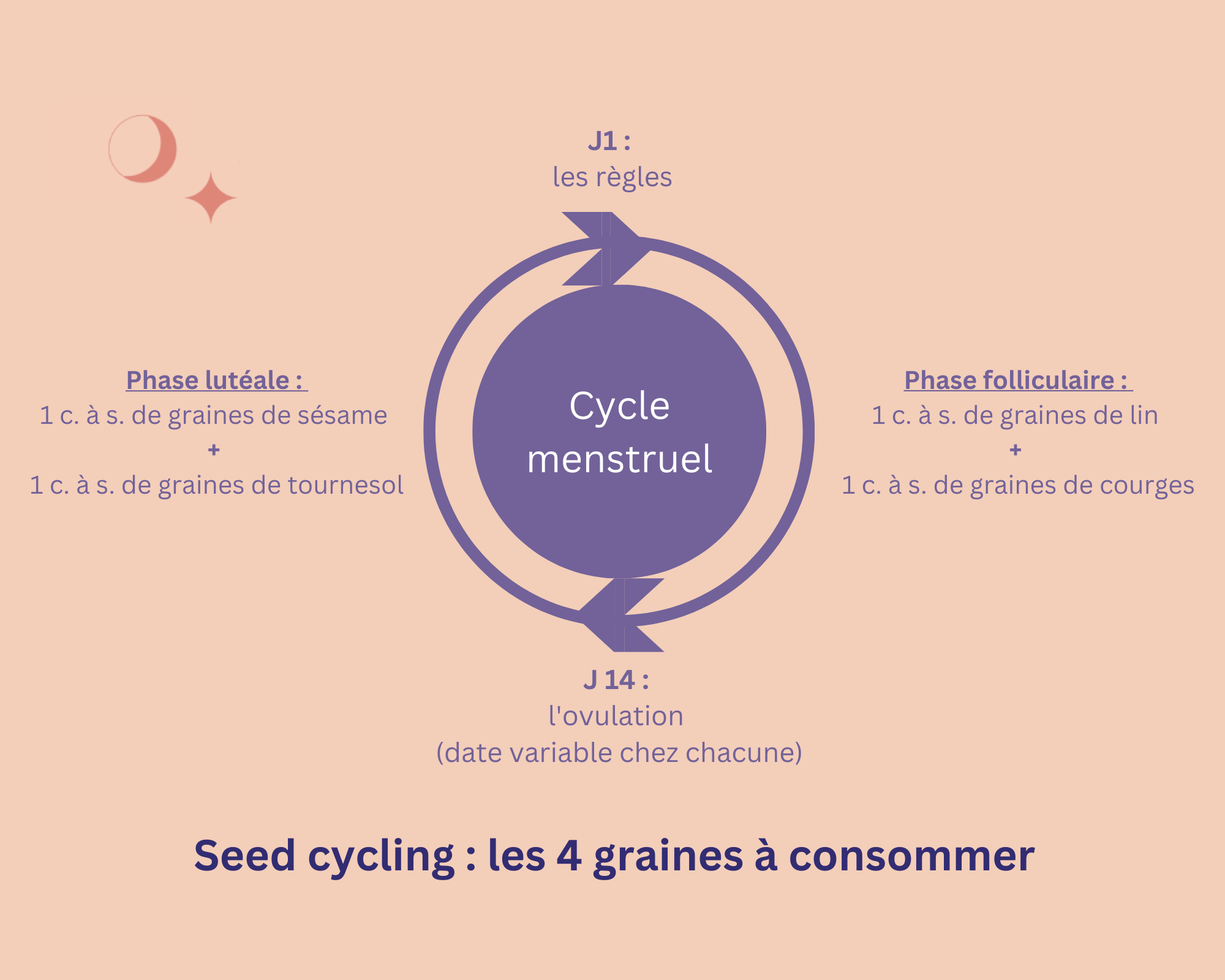Diagramme indiquant les graines à consommer selon les phases du cycle menstruel
